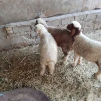 گوسفند نر