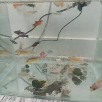 ماهی گوپی.مولی.پلاتی.کالر