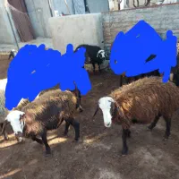 ۳عددبره ماده فروشی