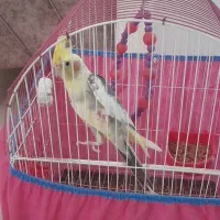 عروس هلندی نر