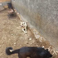 سگ گله|سگ|داران, |دیوار