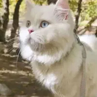 گربه|گربه|شهریار, شهریار|دیوار