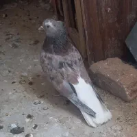 کفتر پرشی دم سفید ماده