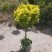 نهال شمشاد طلایی و سبز مناسب محوطه سازی و ویلا|خدمات باغبانی و درختکاری|کرمانشاه, |دیوار