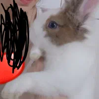 خرگوش لوپ هتروکرومیا اصل هلندی|موش و خرگوش|قزوین, |دیوار