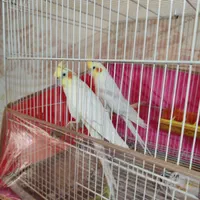 دو جفت عروس هلندی لوتینو البینو|پرنده|مشهد, شهید علی محمدی|دیوار