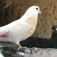 کبوتر گم شده