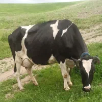 گاو شیری صحرای با گوساله