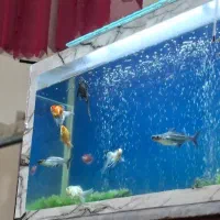 اکواریوم و ماهی