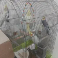 عروس هلندی سخن گو