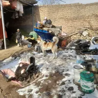 واگذاری سگ گله ای|سگ|محمدیه-قزوین, |دیوار