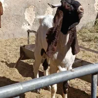 نر بز پاکستانی اصل