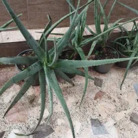 گل الوئه ورا