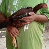 مرغ و خروس لاری