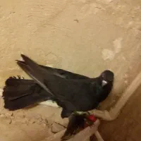 کبوتر|پرنده|تبریز, |دیوار