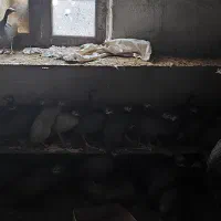 فروش مرغ شاخدار|حیوانات مزرعه|بابل, |دیوار