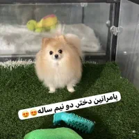 سگ پامر