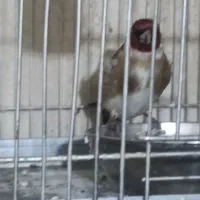 سهره نقابدار|پرنده|بروجرد, |دیوار