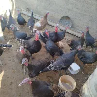 تعدادی بوقلمونو نر و ماده جوان|حیوانات مزرعه|قیدار, |دیوار