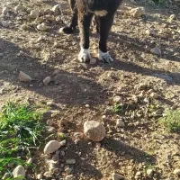 سگ گله|سگ|داران, |دیوار