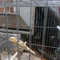 قناری|پرنده|اصفهان, فروردین|دیوار