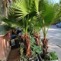 گل وگیاه پالم واشنگتن