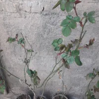 گل رز و عطرشاهی و امین الدوله