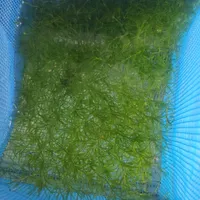 گیاه،حلزون رد رامشورن