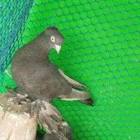 با سلام 10 عدد کبوتر