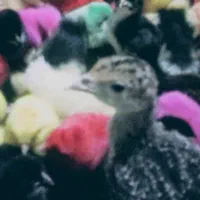 حیوانات خانگی عموحسن