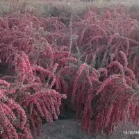 زرشک تازه|خوردنی و آشامیدنی|مود, |دیوار