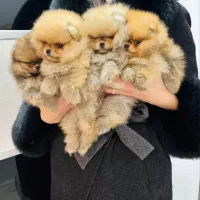 سگ پامر خرسی.پامرانین عروسکی بدون واسطه و دلال|سگ|شیراز, قصرالدشت|دیوار