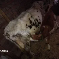 آقا جون یه گاو داریم برای فروش