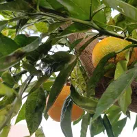 میوه نارنج آبدار|عمده‌فروشی|بندر انزلی, نوغان|دیوار