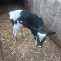 گوساله شیری