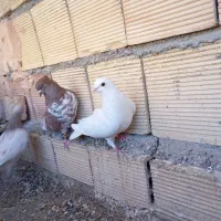 تهرانی اصلی