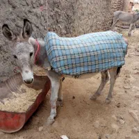 یک عدد خر گلیی