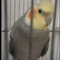 عروس هلندی نر