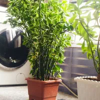 گل طبیعی