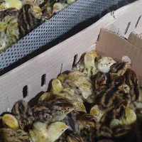 بلدرچین یکروزه