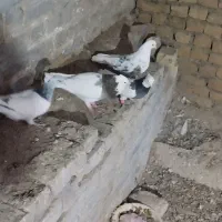 38تا کفتر رنگه  دم سفید طوقی ساده .زرد سرخ