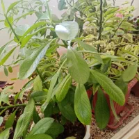 گل های طبیعی|گل و گیاه طبیعی|سردشت, |دیوار