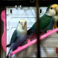 یک جفت کوتوله برزیلی بسیار زیبا و خواستنی|پرنده|مشهد, کوشش|دیوار