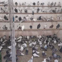 کبوتر تهرانی دمگیر اصفهانی