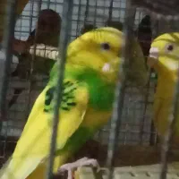 فروش مرغ عشق خارجی