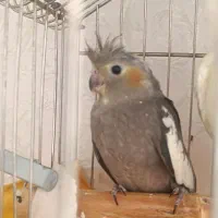 عروس هلندی سینامون