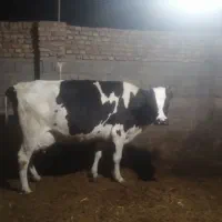 2راس گاو تازه زا فروشی