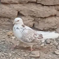 کبوتر|پرنده|سیرجان, |دیوار