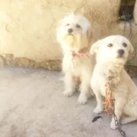 سگ پاپی