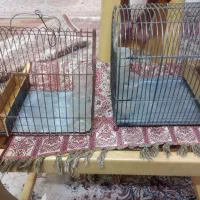 دوعدد قفس سالم